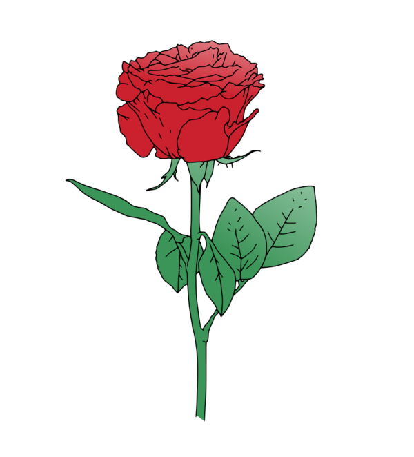 Transparent Rose Flower Garden Roses Petal Plant for Valentines Day
