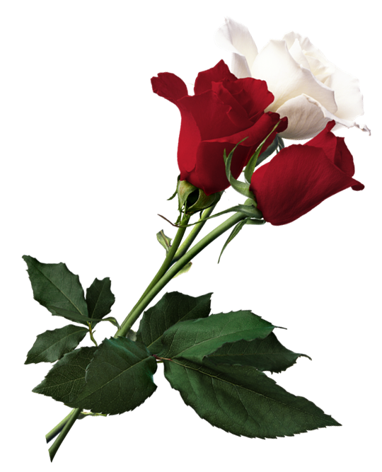Transparent Rose White Flower Petal Plant for Valentines Day
