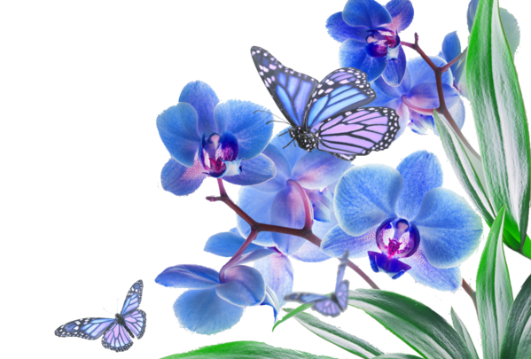 Transparent Butterfly Flower Orchid Blue for Valentines Day