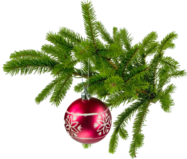 Transparent Christmas Tree Christmas Nordmann Fir Fir Pine Family for Christmas