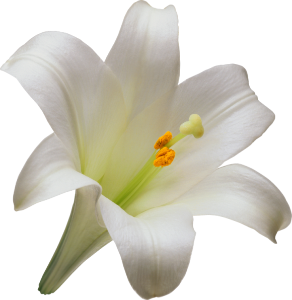 Transparent Easter Lily Lilium Candidum Tiger Lily Plant Flower for Easter