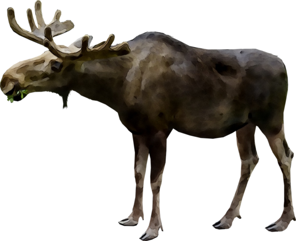 Transparent Moose Deer Elk Reindeer for Christmas