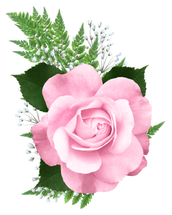 Transparent Rose Pink Color Plant for Valentines Day