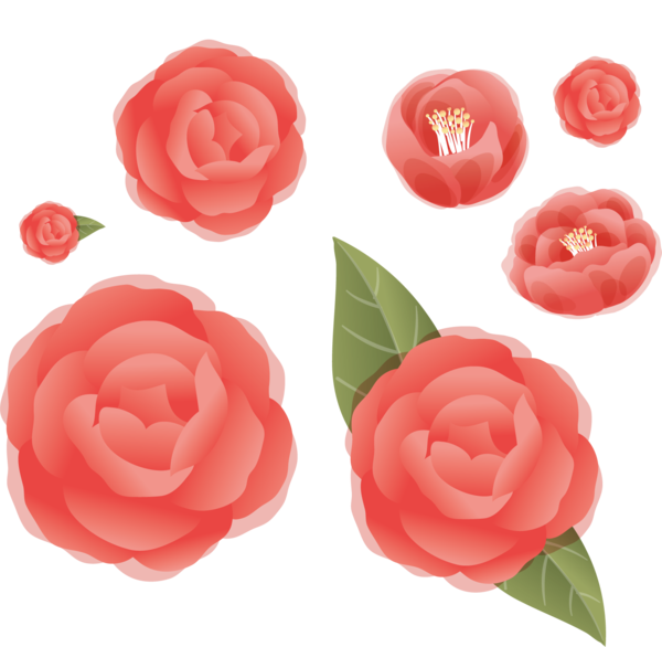 Transparent Garden Roses Rose Flower Petal for Valentines Day