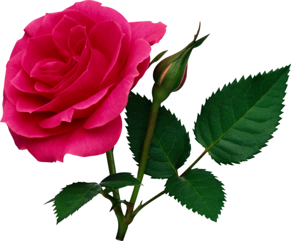 Transparent Rose Flower Pink Plant for Valentines Day