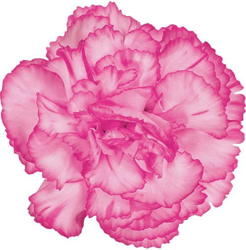Transparent Carnation Flower Cut Flowers Pink for Valentines Day