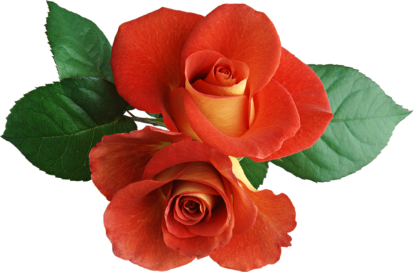 Transparent Rose Black Rose Flower Petal Plant for Valentines Day