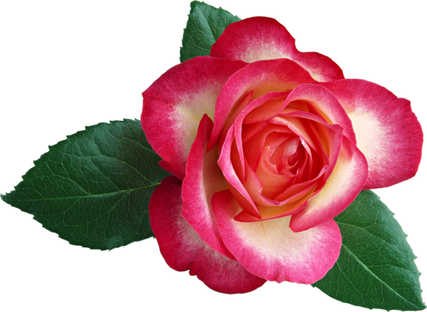 Transparent Flower Garden Roses Hybrid Tea Rose Pink Plant for Valentines Day