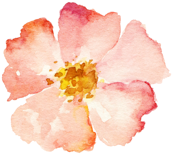 Transparent Flower Pink Color Watercolor Paint for Valentines Day