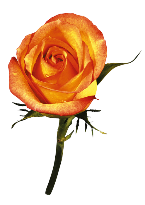Transparent Garden Roses Rose Flower Petal Plant for Valentines Day