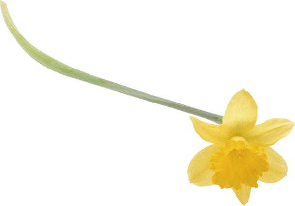 Transparent Flower Daffodil Ornamental Bulbous Plant Plant for Easter
