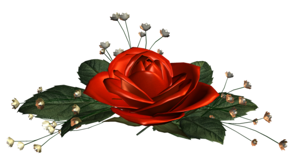 Transparent Garden Roses Rose Flower Red for Valentines Day