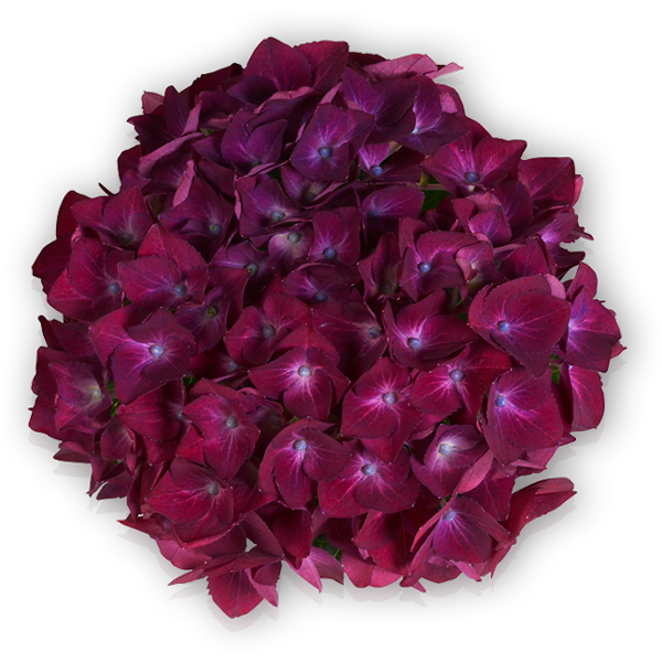 Transparent Violet Lilac Red Flower Rose Order for Valentines Day
