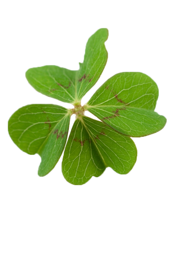 Transparent Fourleaf Clover Oxalis Tetraphylla Clover Herb Plant for St Patricks Day