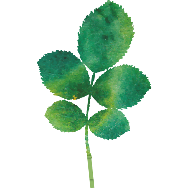 Transparent Watercolor Painting Autumn Leaf Plant Stem Shamrock for St Patricks Day