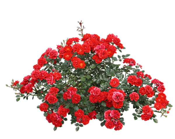 Transparent Rose Shrub Flower Garden Roses for Valentines Day