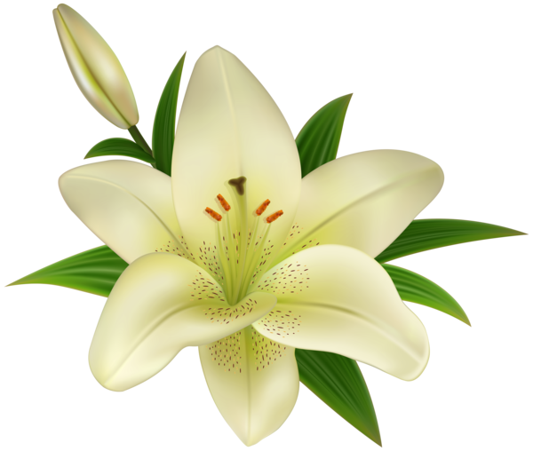 Transparent Madonna Lily Easter Lily Flower Plant for Easter
