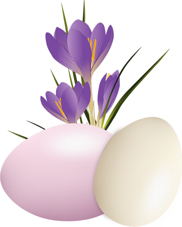 Transparent Crocus Vernus Crocus Flavus Crocus Chrysanthus Iris Family Plant for Easter