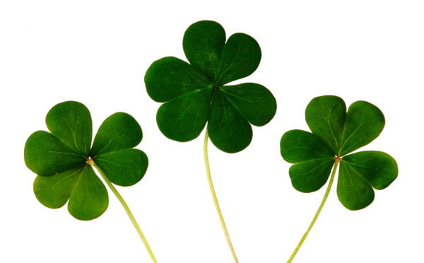 Transparent Luck Good Luck Charm Fourleaf Clover Shamrock Leaf for St Patricks Day