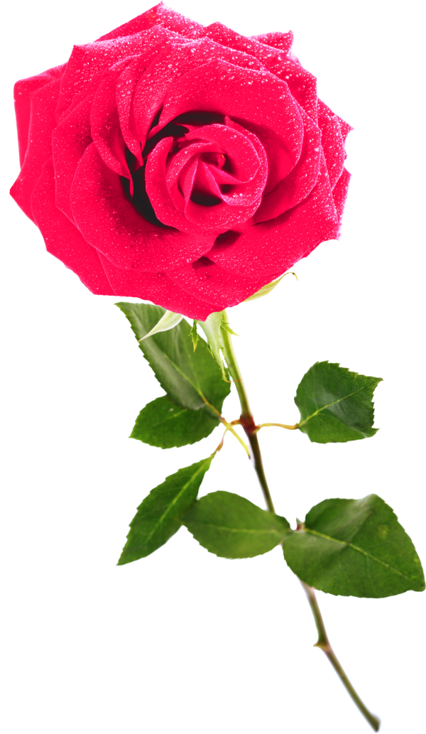 Transparent Garden Roses Centifolia Roses Rosaceae Pink Plant for Valentines Day