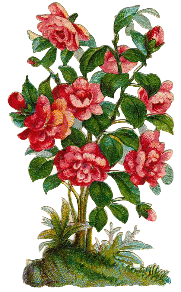 Transparent Rose Shrub Plant Camellia for Valentines Day