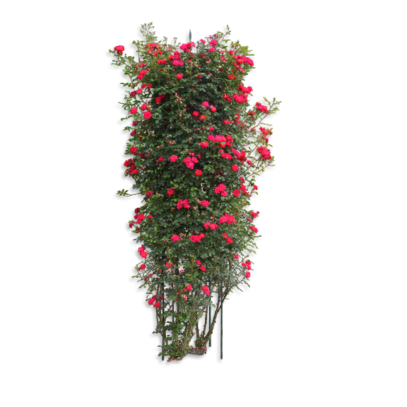Transparent Rosa Chinensis Arborvitae Plant Pink for Valentines Day