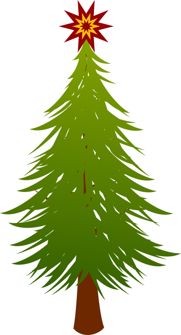 Transparent Fir Spruce Evergreen Pine Family for Christmas