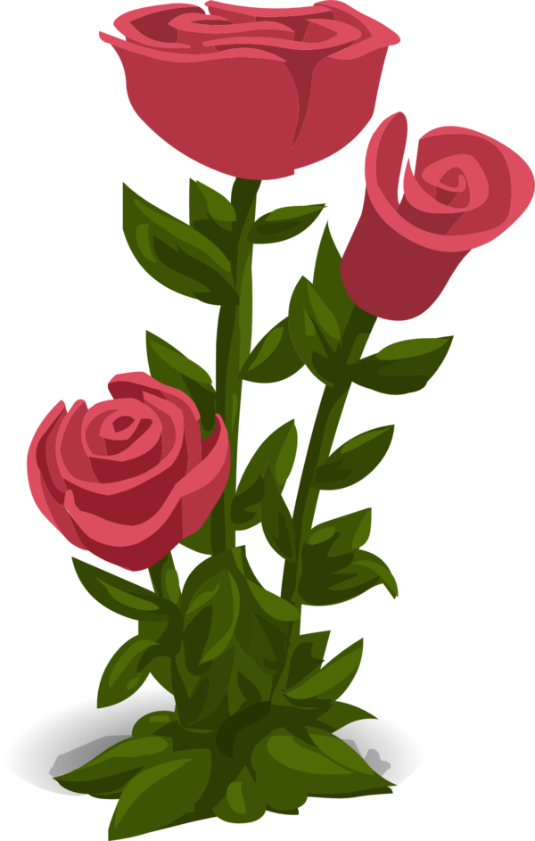 Transparent Drawing Rose Semar Petal Plant for Valentines Day