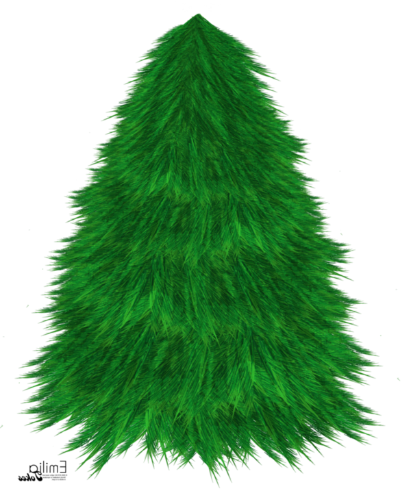 Transparent Christmas Tree Tree Christmas Evergreen Pine Family for Christmas