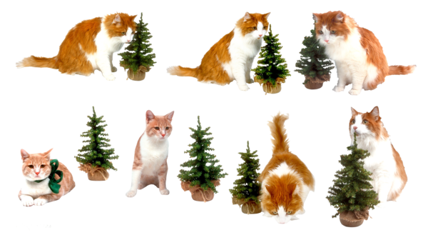 Transparent Cat New Year Tree Christmas Ornament for Christmas