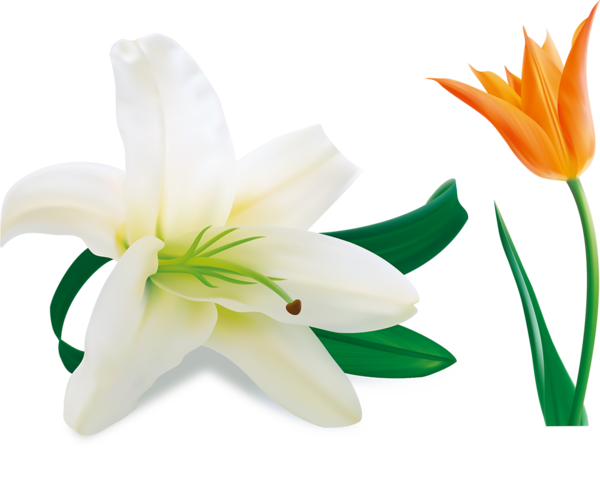 Transparent Easter Lily Lilium Candidum Arumlily Plant Flower for Easter