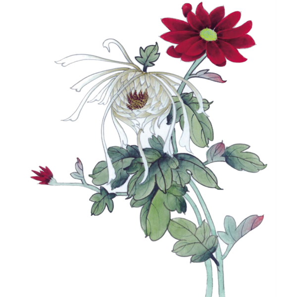 Transparent Gongbi Ink Wash Painting Chinese Painting Daisy Family Plant for Valentines Day