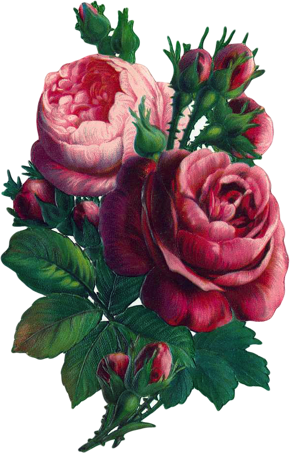 Transparent Rose Flower Red Plant for Valentines Day