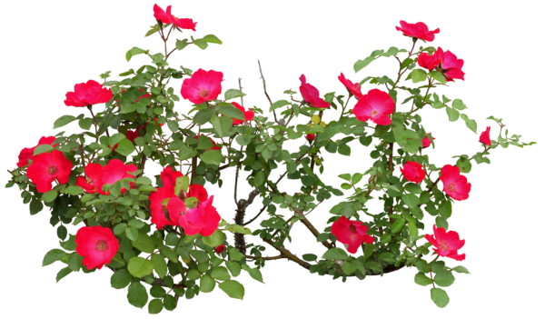 Transparent Flower Rose Plant for Valentines Day
