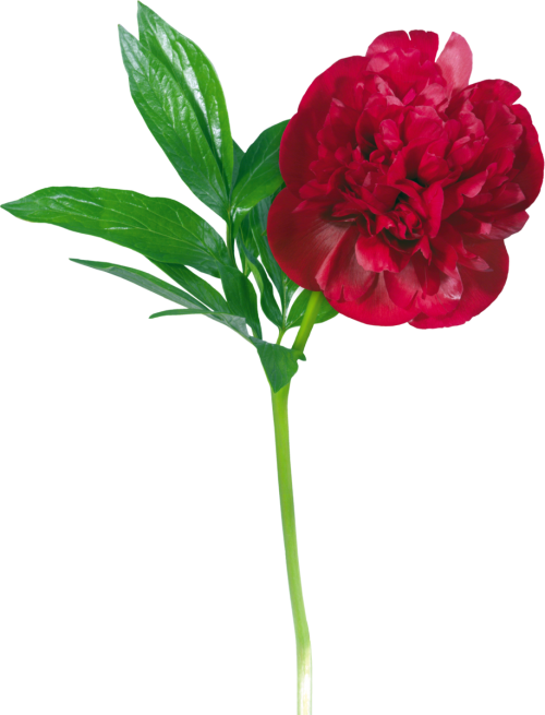 Transparent Garden Roses Peony Flower Plant for Valentines Day
