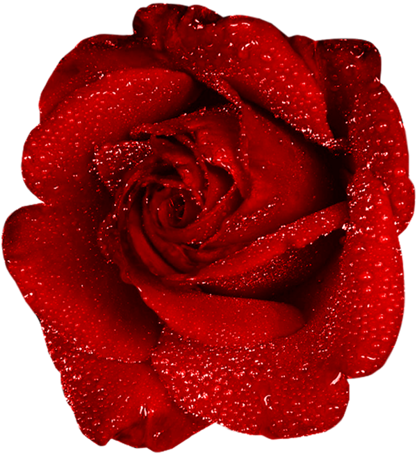 Transparent Centifolia Roses Garden Roses Flower Rose Order for Valentines Day
