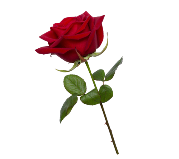 Transparent Garden Roses Rose Black Rose Flower for Valentines Day