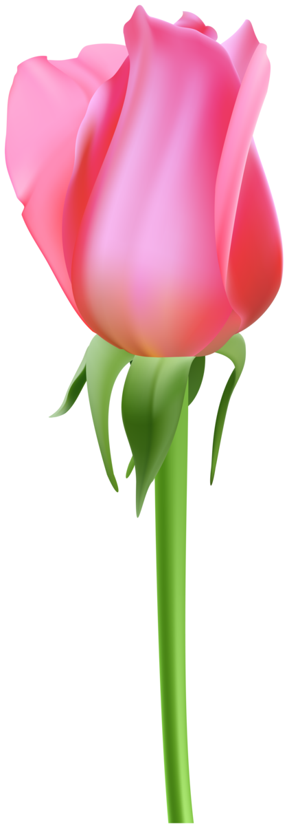 Transparent Garden Roses Rose Bud Flower Red for Valentines Day