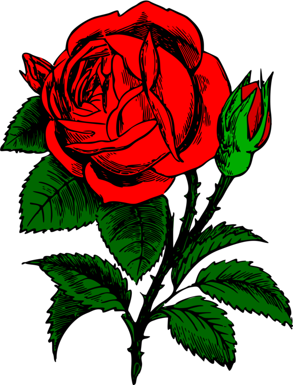 Transparent Drawing Rose Logo Flower Rose Family for Valentines Day