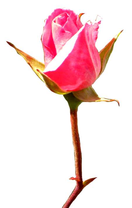 Transparent Rose Bud Pink Plant for Valentines Day