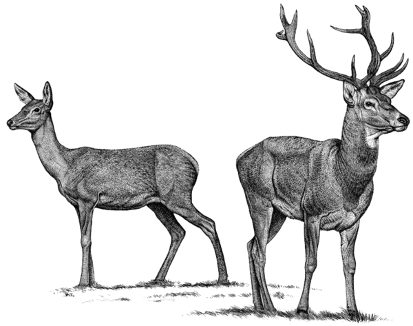 Transparent Elk Red Deer Reindeer Wildlife Deer for Christmas