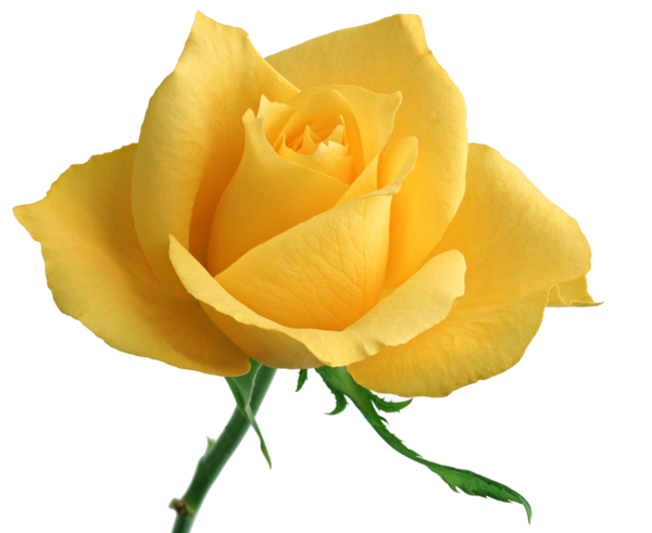Transparent Flower Rose Yellow Peach for Valentines Day