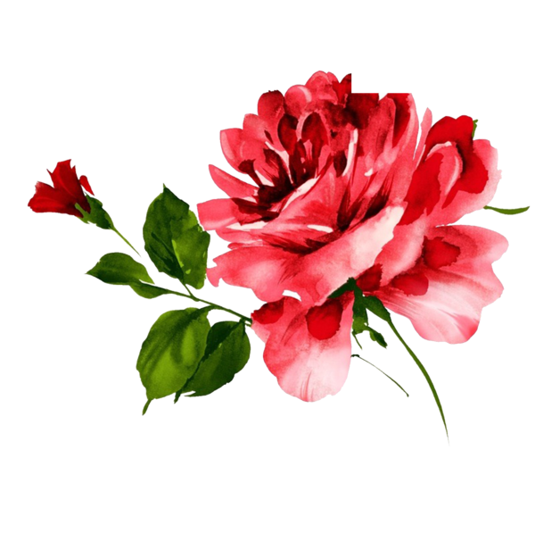 Transparent Rose Flower Plant Petal for Valentines Day