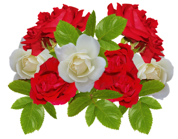 Transparent Rose Flower White Petal Plant for Valentines Day