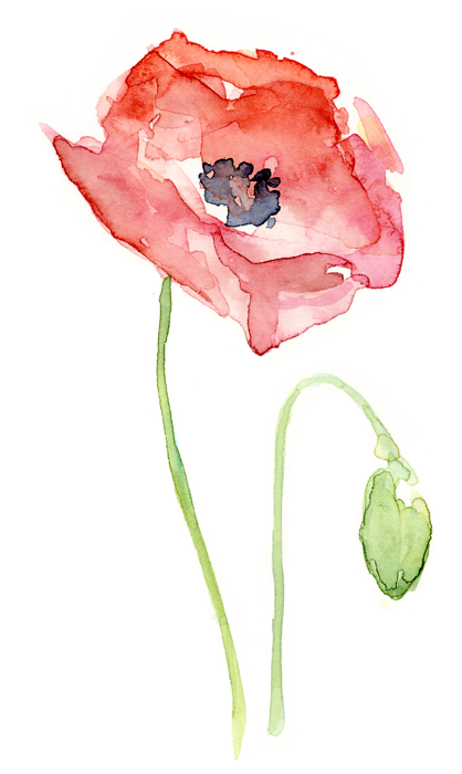 Transparent Common Poppy Watercolor Painting Poppy Flower Red for Valentines Day