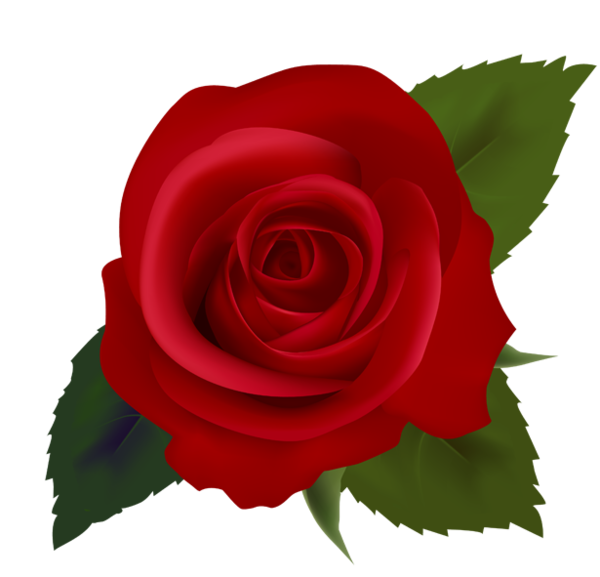 Transparent Rose Blog Flower Plant for Valentines Day