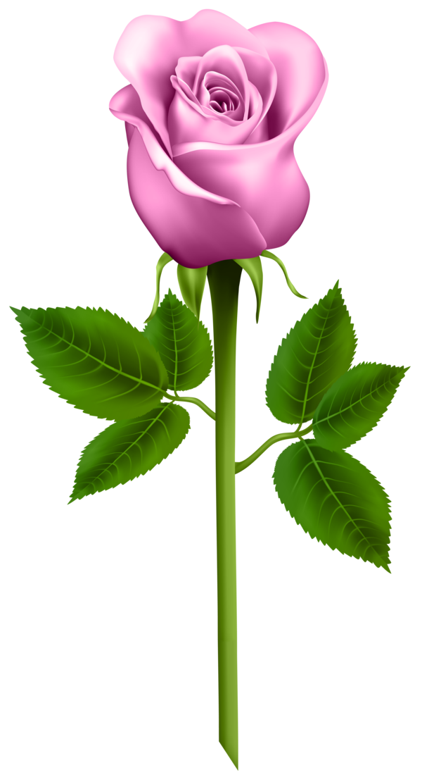 Transparent Rose Blue Rose Flower Pink Plant for Valentines Day