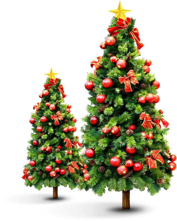 Transparent New Year Tree Christmas Tree Christmas Fir Pine Family for Christmas