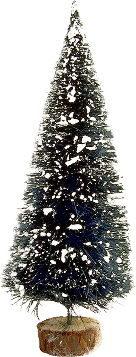 Transparent Tree Spruce Fir Pine Family for Christmas