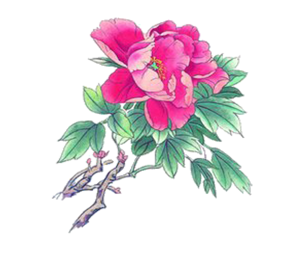 Transparent Moutan Peony Chinese Painting Gongbi Pink Plant for Valentines Day